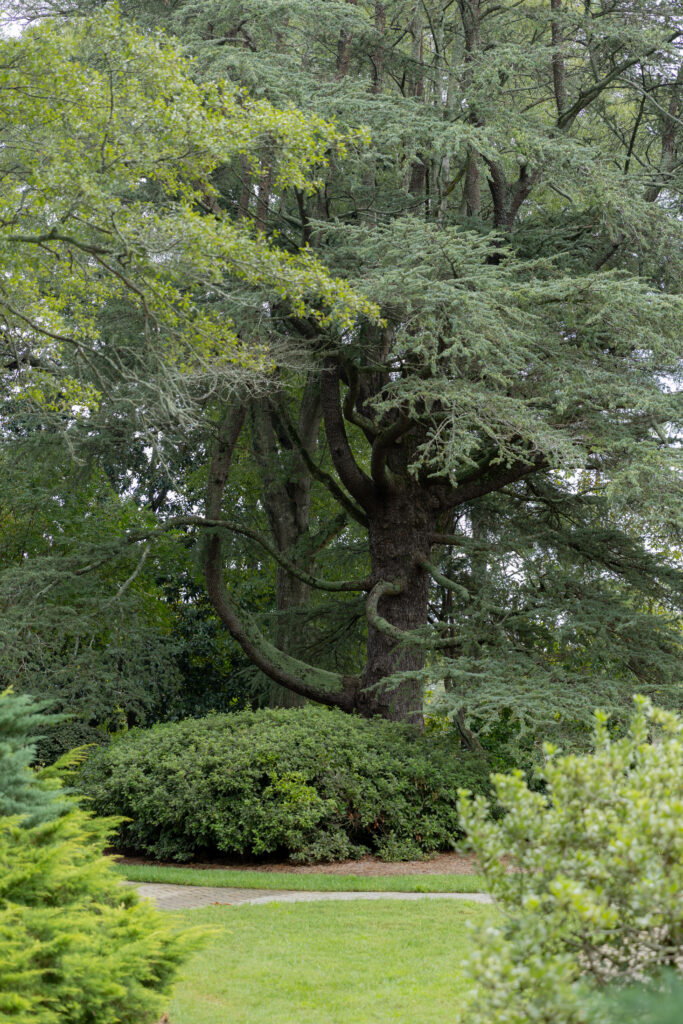 A beautiful perspective of the greenery and nature surroundings of the venue.